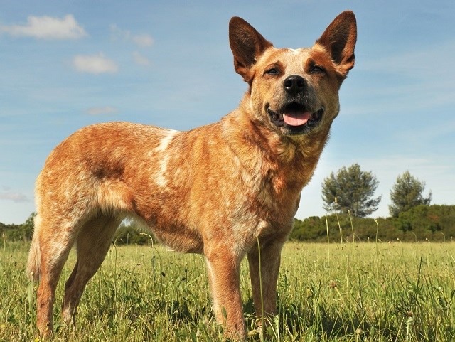 Australian Cattle Dog Calendar 2025